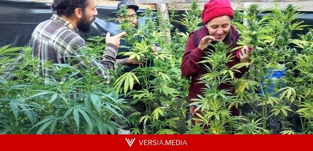 Por que é inconstitucional prender quem cultiva o próprio remédio de cannabis?