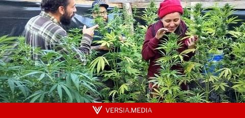 Por que é inconstitucional prender quem cultiva o próprio remédio de cannabis?